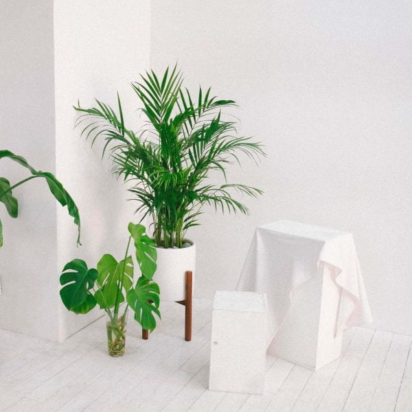 Sleep Health, Sleep, Indoor Plants, Bamboo Palm