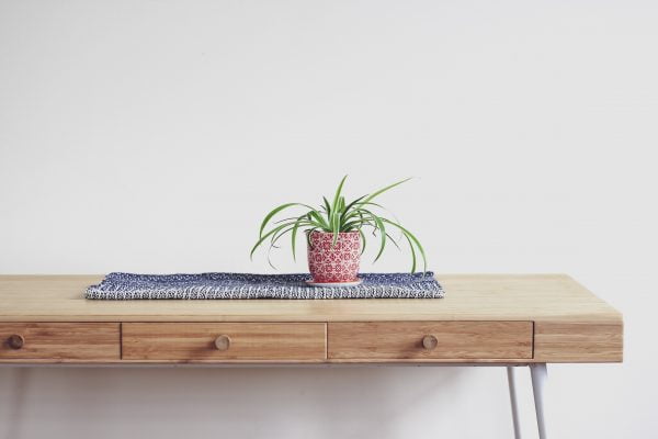 Sleep Health, Sleep, Indoor Plants, Spider Plant