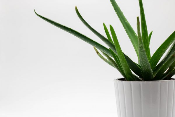 Sleep Health, Sleep, Indoor Plants, Aloe Vera
