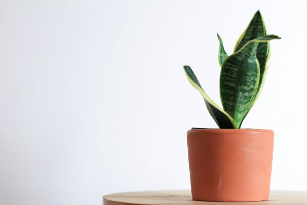 Sleep Health, Sleep, Indoor Plants, Snake Plant